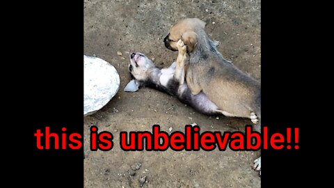 Dangerous puppy