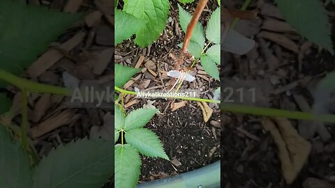 My Garden Copper Wire Clear Quartz & Shungite #gardening #electroculture #Gems #spirituality
