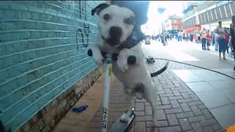 Chien à roulettes: un spectacle de rue étonnant!