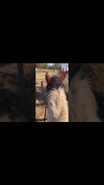Hacking My Barely Broke Auction Pony Bareback in a Halter