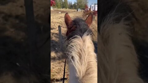 Hacking My Barely Broke Auction Pony Bareback in a Halter