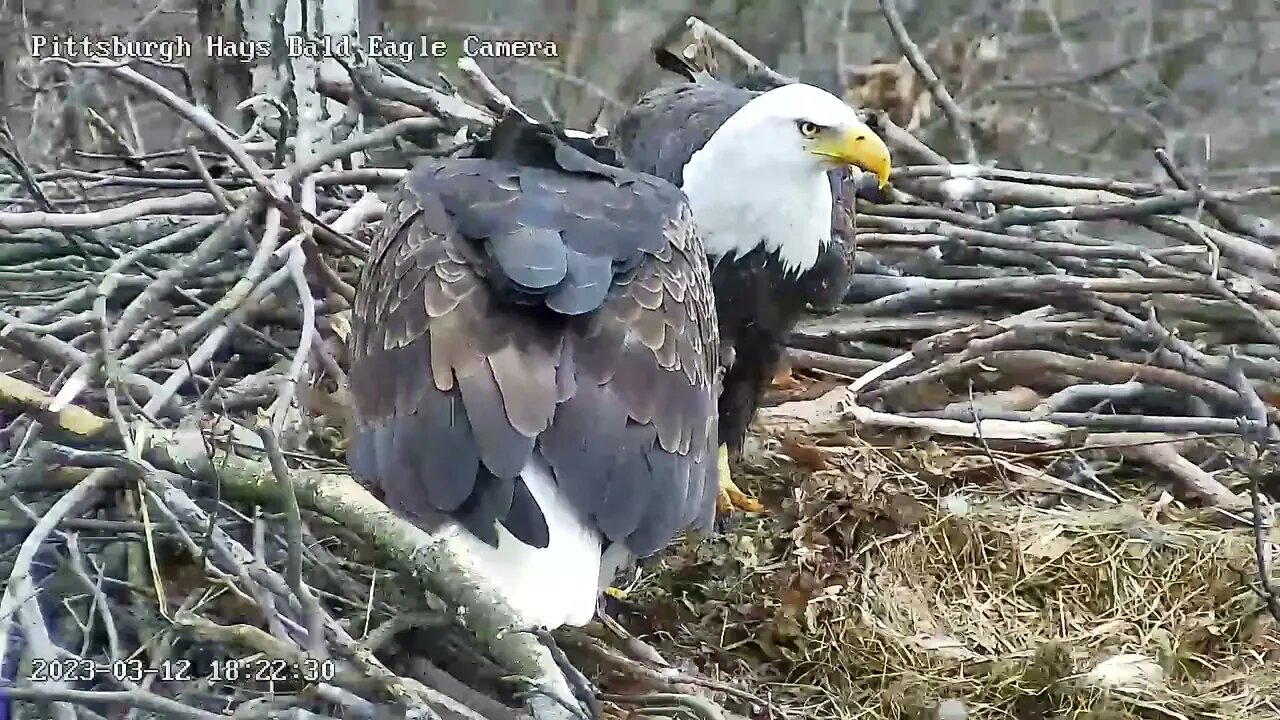 Hays Eagles Dad brings in a Big Fish in the Nest For Mom 3.12.23 1821