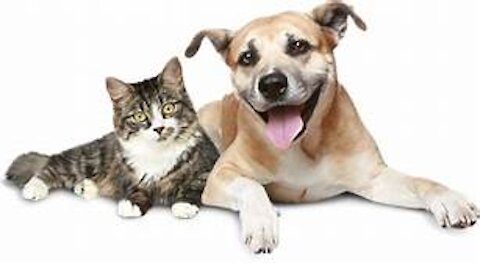 How to train your dog to behave with your cat