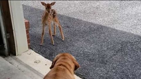 Un chien rencontre un faon pour la première fois