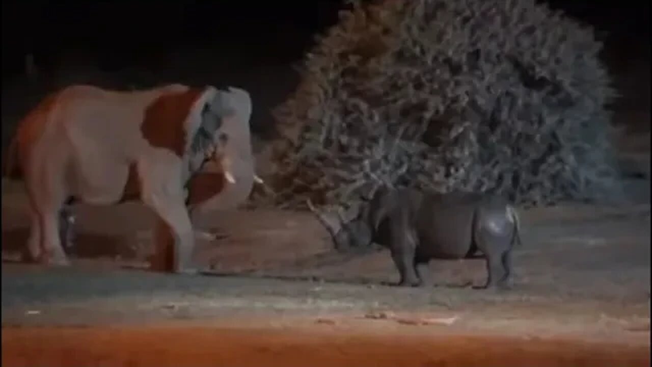 ELEPHANT🐘VS🦏RHINO👀😎🍺