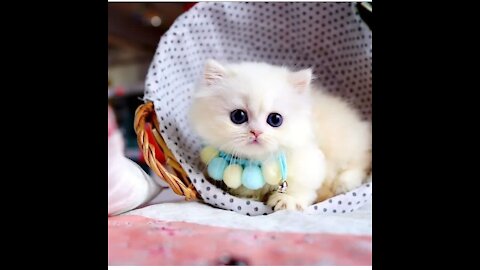 So cute cat