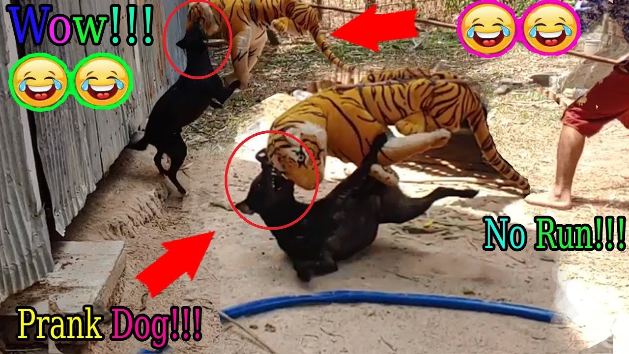 Woww Funny!! Fake Tiger Dog Run So Funny Try Stop Laugh Challenge