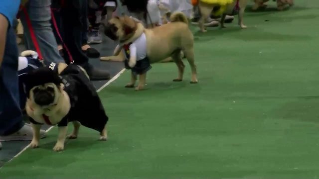 Darth Vader Pug waits patiently for judging