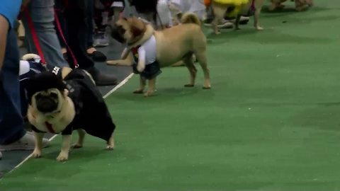 Darth Vader Pug waits patiently for judging