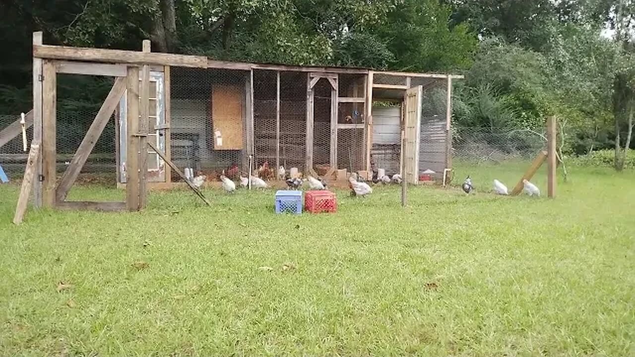 Relaxing with the chickens.