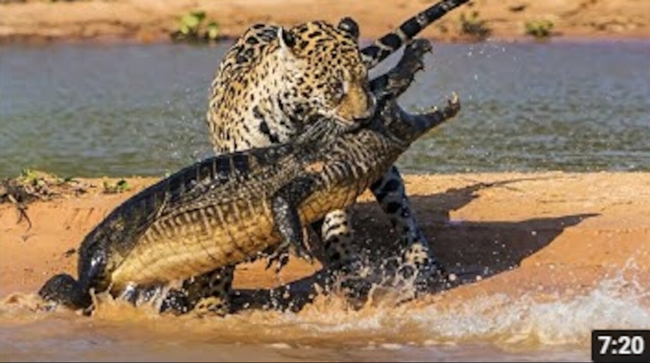 Animals video | Forest animal video | Wildlife video | Best animal compilation 2021 | Wild animals