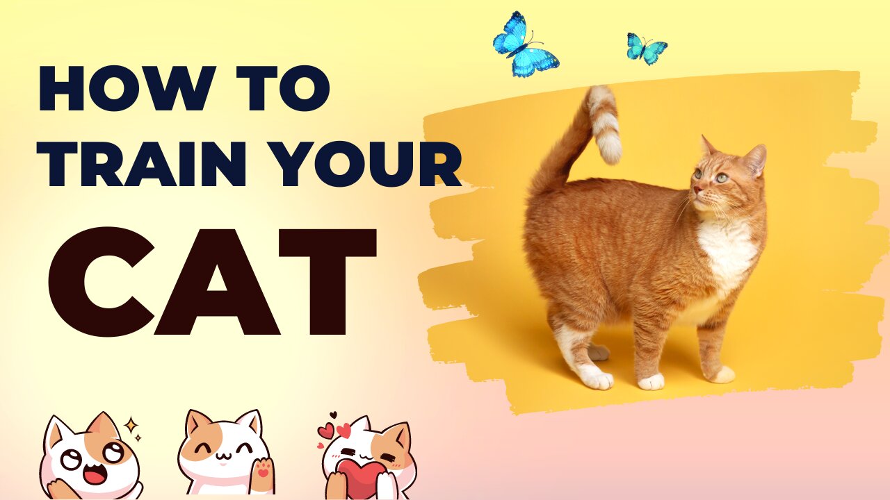 How to train your cat to sit and follow