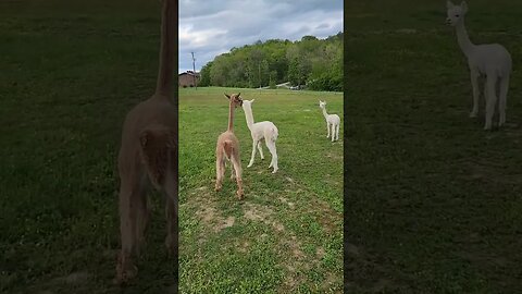 Alpaca hair cuts - Day after results #farmlife #alpaca #nigeriandwarf #goats