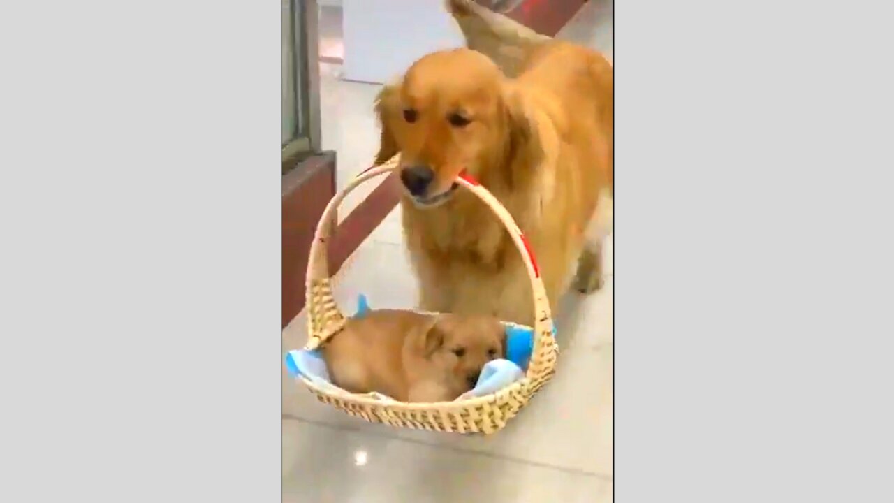 The mother dog is taking care of her baby | cute mother dog dosen't want to give her baby anyonr