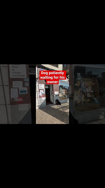 Dog sits outside store waiting for owner