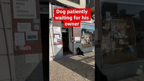 Dog sits outside store waiting for owner