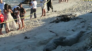 SOUTH AFRICA - Cape Town - Buffel the Southern Elephant seal on Fish Hoek Beach (gTS)