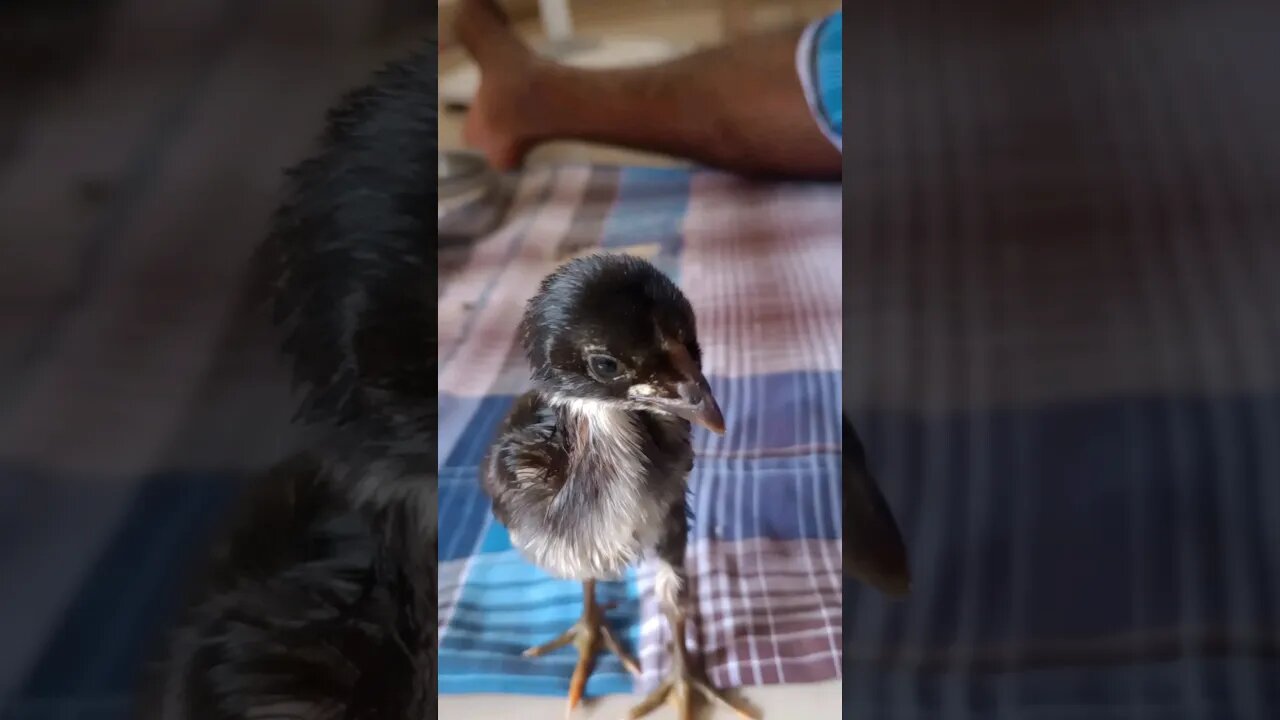 Hand Raising little chicken 🐤🐥 | Mama hen rejected this one😭