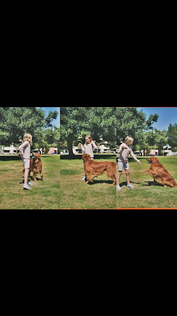 dog video||new terding video||dog jumping||new dog for world