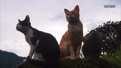 having fun in greenery video #cat #nature