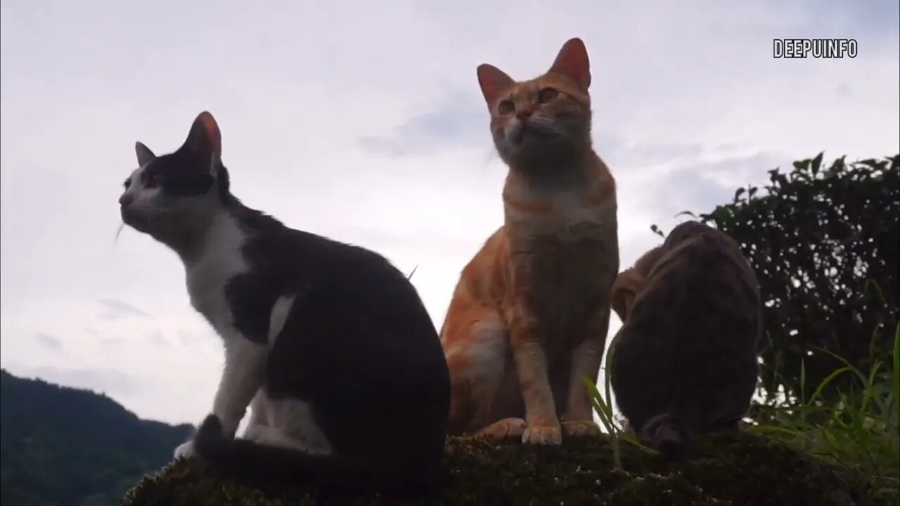 having fun in greenery video #cat #nature