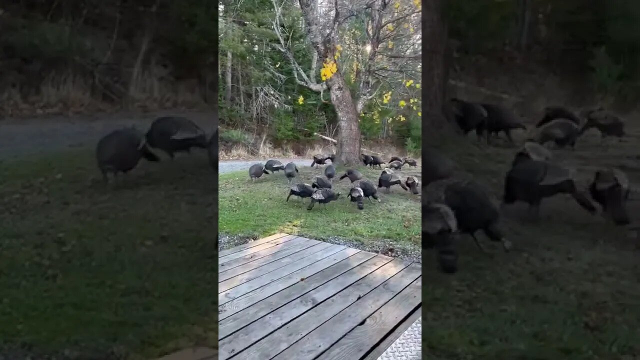 Lining up for voting in Maine it’s going to be a turkey shoot who wins