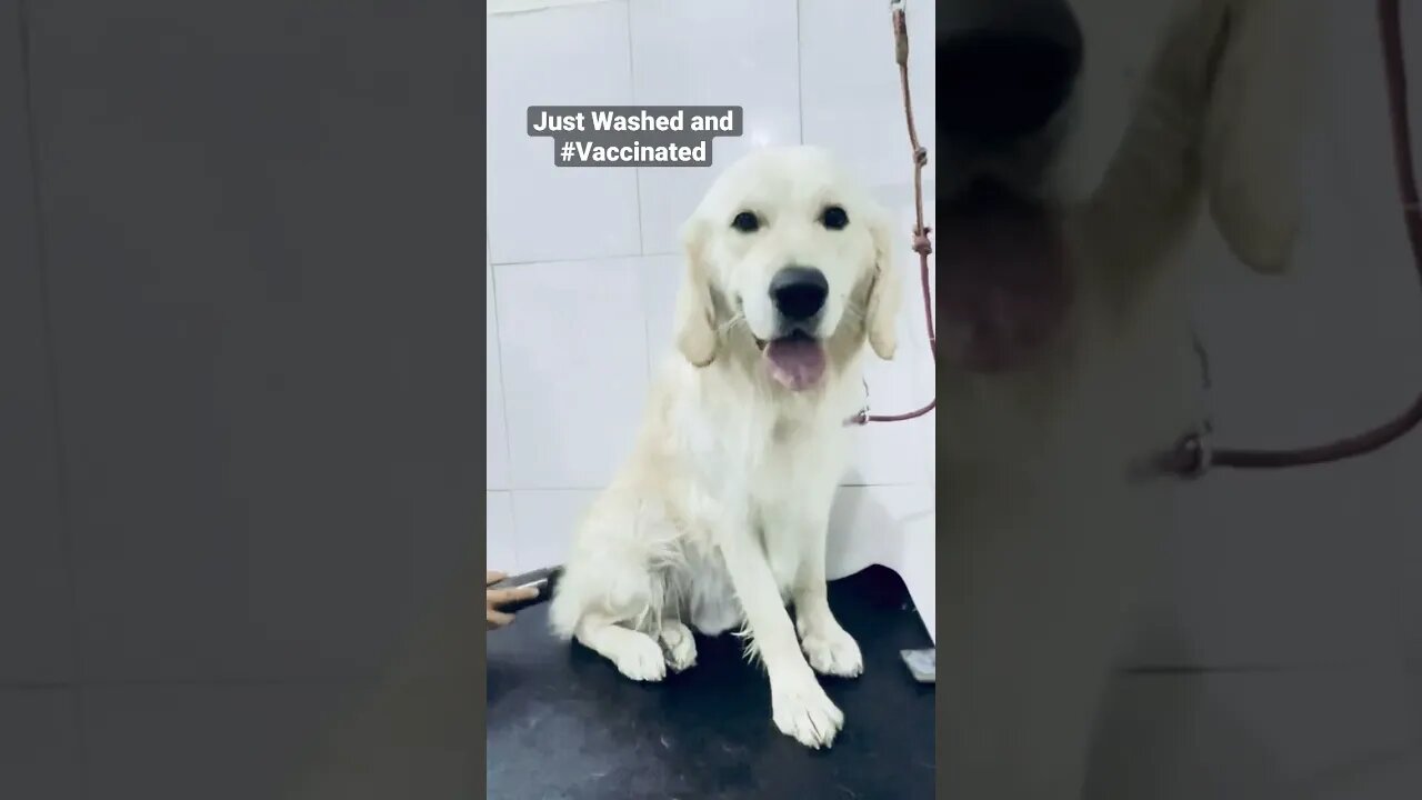 Right after a hot shower #goldenretriever #ytshorts #shorts