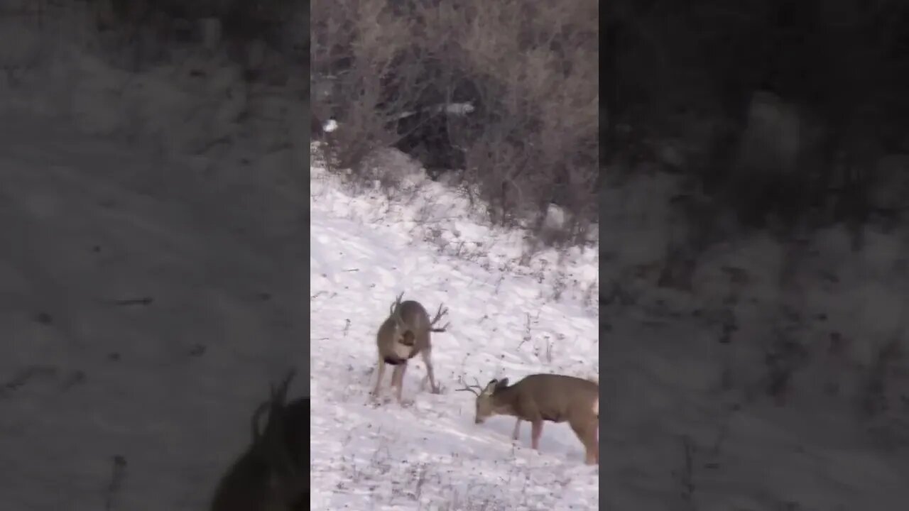 Big buck vs little buck. #shorts