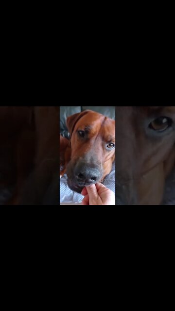 Rhodesian Ridgebacks Impatiently Waiting For Treats