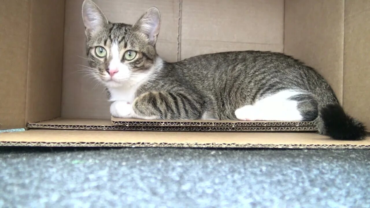 Cute Little Cat Likes to Hide in Cardboard Boxes