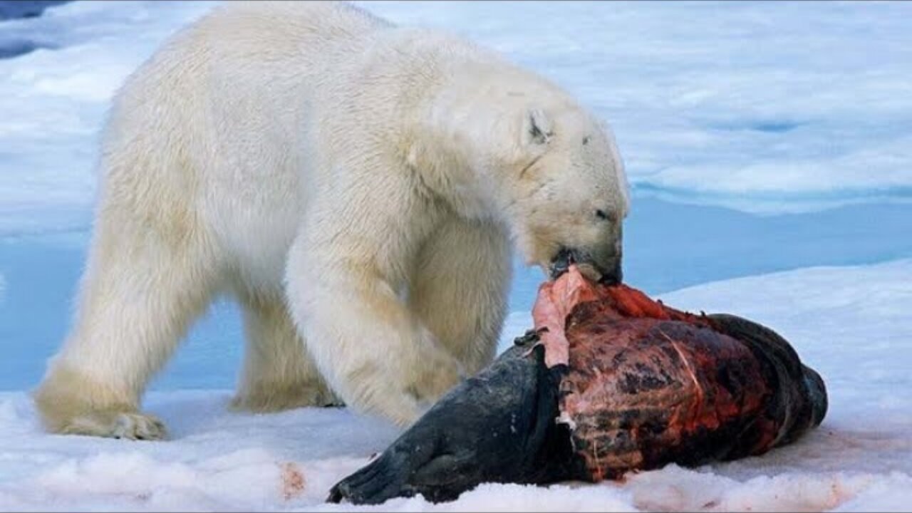 POLAR BEAR VS WALRUS