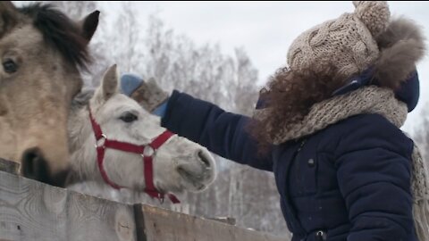 play with horses