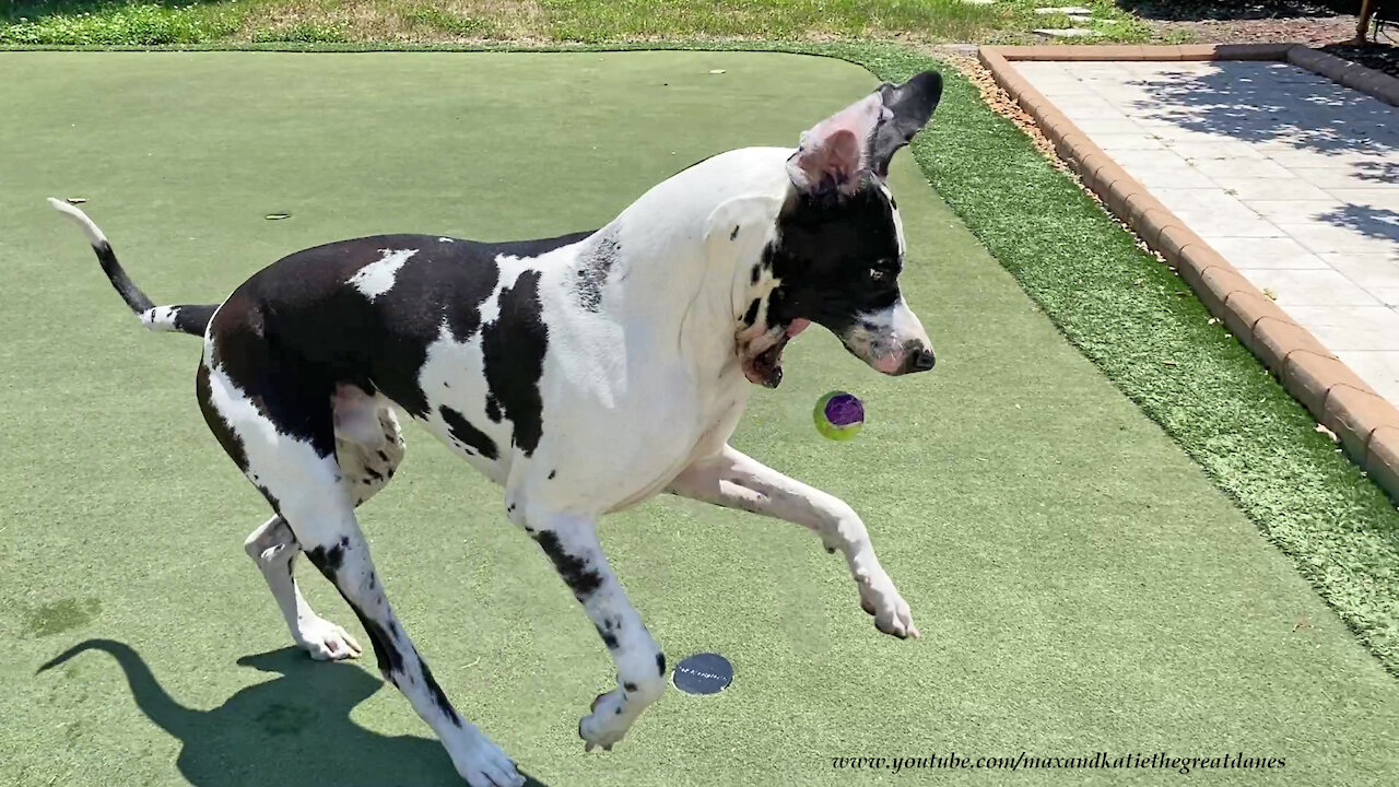 Happy Great Dane Has Fun Catching And Fetching His Tennis Ball