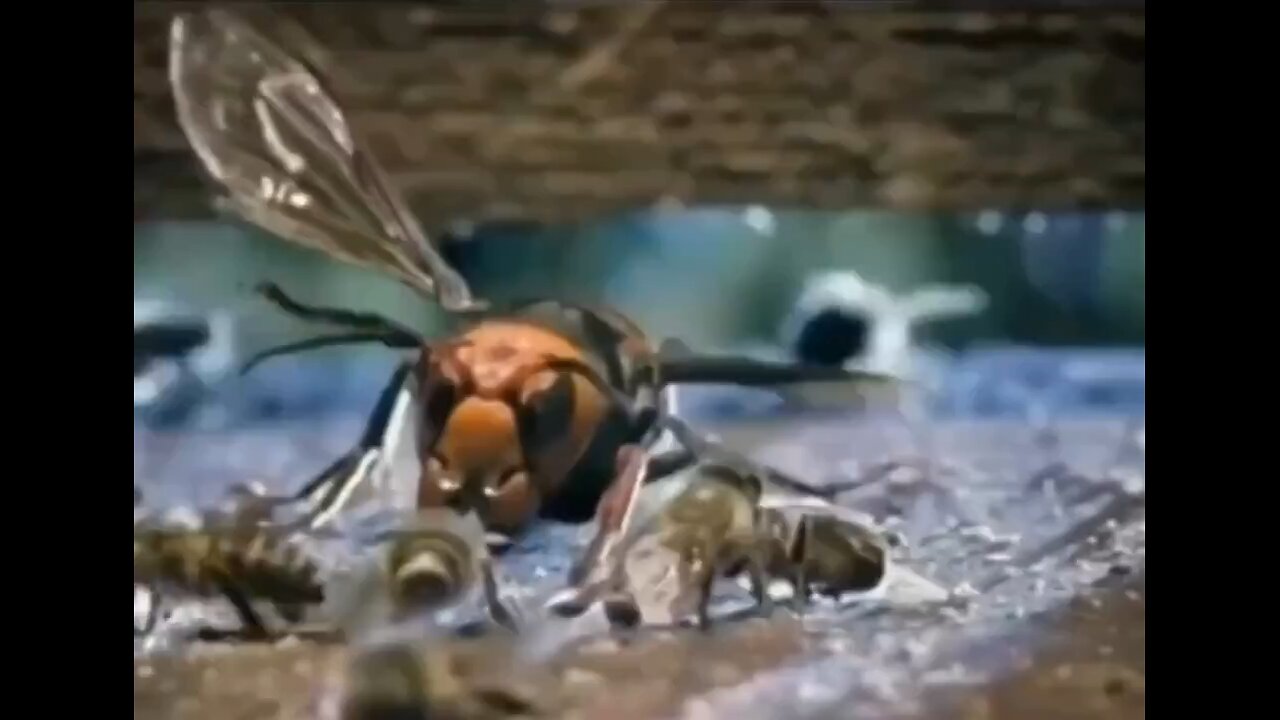 Bees self defense mechanism against a hornet.