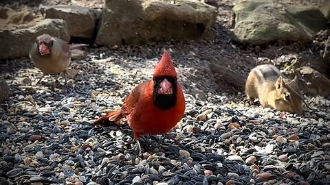 Birds For Cats : CatTV 64
