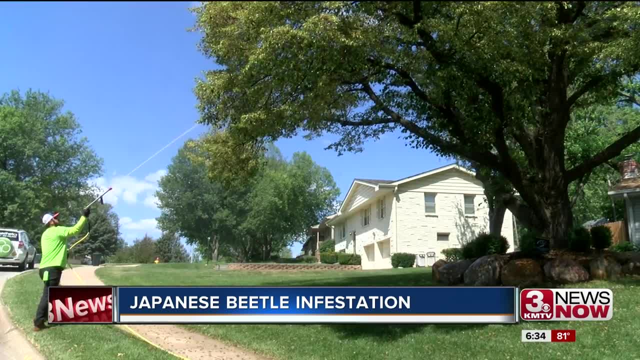 Increased Amount of Japanese Beetles in Omaha