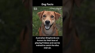 Dog Facts #shorts #youtubeshorts #dog #facts