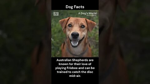 Dog Facts #shorts #youtubeshorts #dog #facts