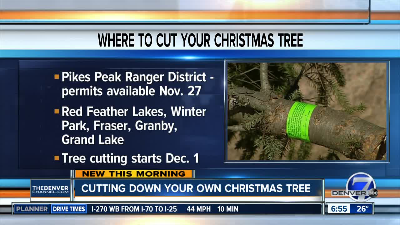 Want to cut down a Christmas tree this year? Here's where you can go