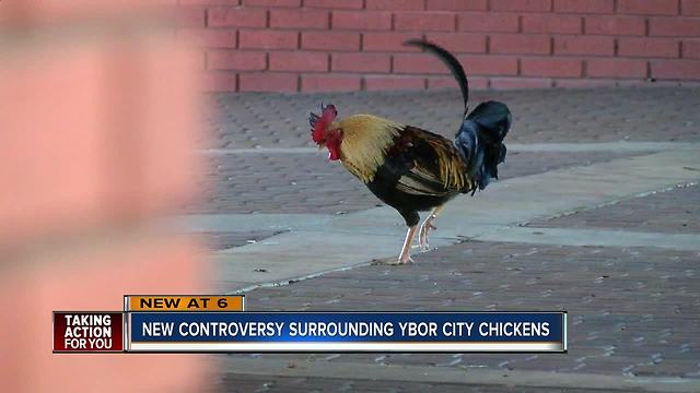 Ybor man petitioning to protect chickens after residents say population is growing unnaturally large