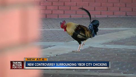 Ybor man petitioning to protect chickens after residents say population is growing unnaturally large