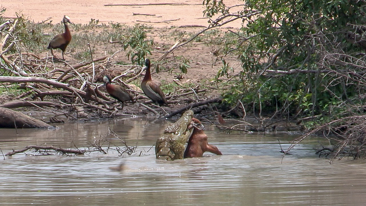 Crocodile Flips Impala Over it's Head at Kruger!