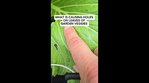 causes of holes on leaves in thw garden