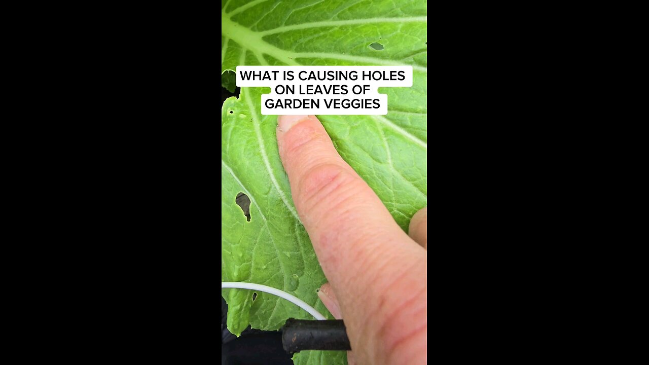 causes of holes on leaves in thw garden