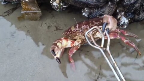 Angry crabs 🦀 tide pools fighting 5