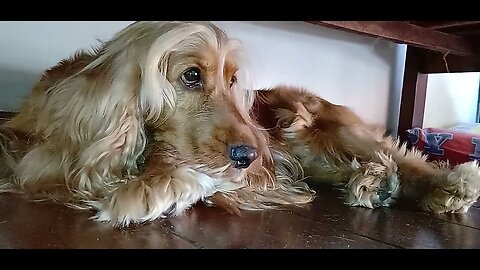 #dogshow , #animals , #dogs