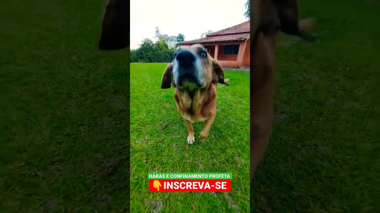 duke na fazenda #shorts #roça #animals #bicho #agro #dog #cachorro #sitio #fazenda #profeta