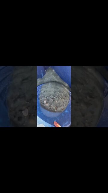 Gold panning blue clay gravel!