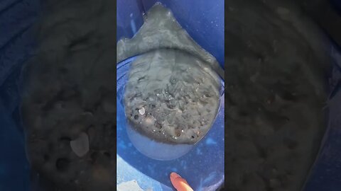 Gold panning blue clay gravel!