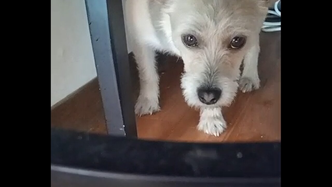 I said to the puppy, "Let's wash your feet," and the puppy heard it and went under the table.